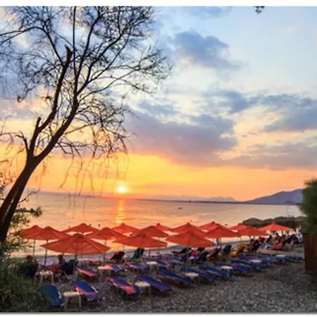Among The Palm Trees, Next To The Beach Avía